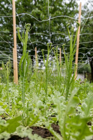 Schnittblumennetze. Stütznetz für Pflanzen. Verwendung von Kunststoff-Gartennetzen zur Unterstützung der Statik aka Limoniumpflanzen.