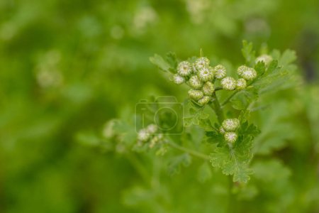 Tanacetum parthenium. Young Feverfew plants about to bloom. Used as a filler flower in cottage style bouquets.