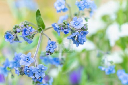 Chinese Oublie-moi Non, Cynoglossum amabile. Petites fleurs bleues délicates.