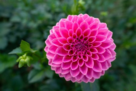 Rosa Sylvia Dahlienblüte. Schöne leuchtend rosafarbene Kugelvariante Dahlie aus nächster Nähe.