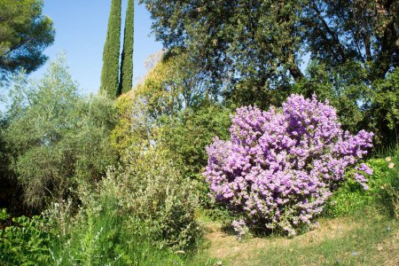 Langman's sage (Leucophyllum langmanae) in bloom in a garden on the French Riviera in August.
