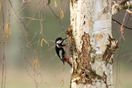 Woodpecker, lesser woodpecker, Dryobates minor
