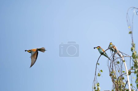Photo for Common bee-eater Meropidae Zolna - Royalty Free Image
