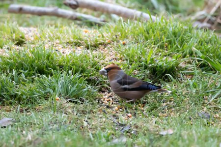 Common hawfinch Coccothraustes coccothraustes