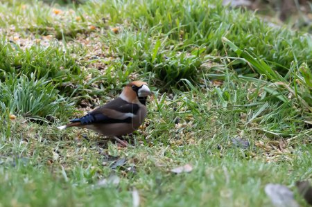 Photo for Common hawfinch Coccothraustes coccothraustes - Royalty Free Image
