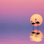 The stunning colors of the blue sea sunrise and flamingos in water 