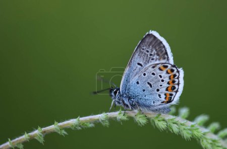 Téléchargez les photos : Papillon bel insecte très coloré - en image libre de droit