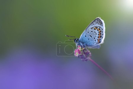 Foto de Mariposa hermoso insecto muy colorido - Imagen libre de derechos