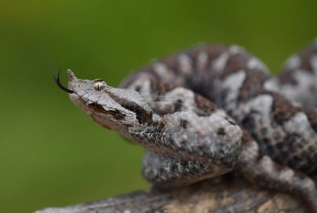 Dangerous but beautiful snake