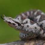 Dangerous but beautiful snake