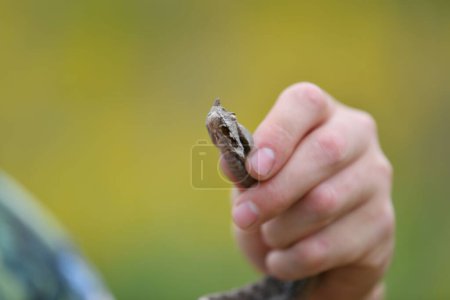 Photo for Dangerous but beautiful snake - Royalty Free Image