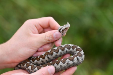 Foto de Serpiente peligrosa pero hermosa - Imagen libre de derechos