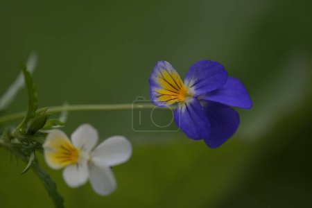 Foto de Hermosas flores de primavera con más colores - Imagen libre de derechos