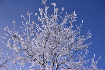 Photo for Winter season trees covered with snow - Royalty Free Image