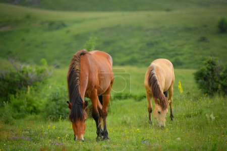 Photo for Some beautiful horses in nature - Royalty Free Image