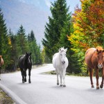 Some beautiful horses in nature