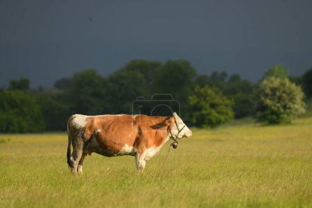 Photo for Some milk cows in nature - Royalty Free Image