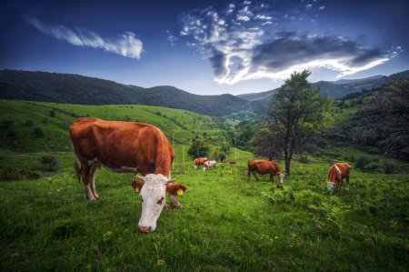 Foto de Algunas vacas lecheras en la naturaleza - Imagen libre de derechos