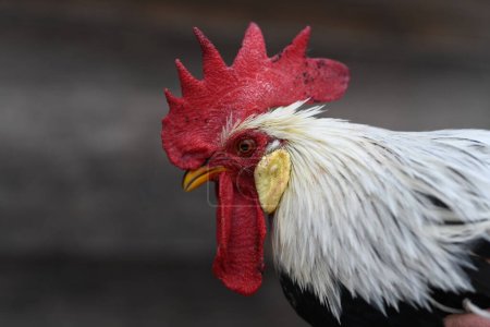 Téléchargez les photos : Le coq dans la belle couleur naturelle - en image libre de droit