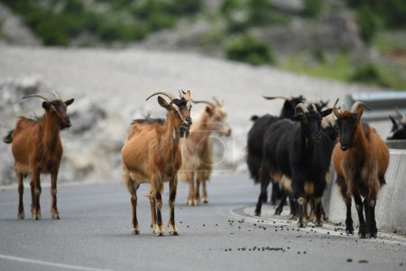Foto de Algunas cabras y ovejas en la naturaleza - Imagen libre de derechos