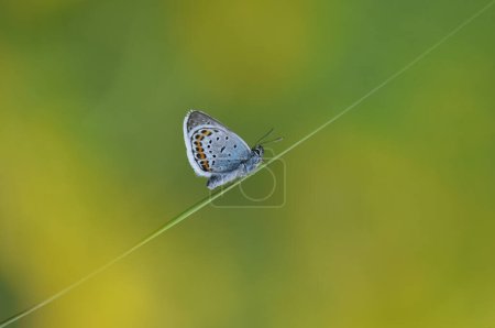 Photo for Beautiful butterfly with more colors - Royalty Free Image