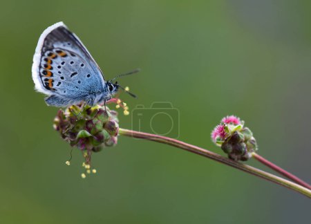 Photo for Beautiful butterfly with more colors - Royalty Free Image