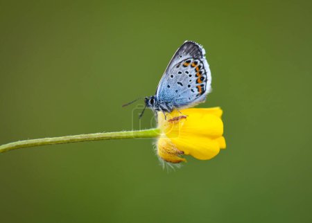 Téléchargez les photos : Beau papillon avec plus de couleurs - en image libre de droit