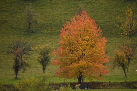 Foto de Naturaleza y otoño con color marrón - Imagen libre de derechos