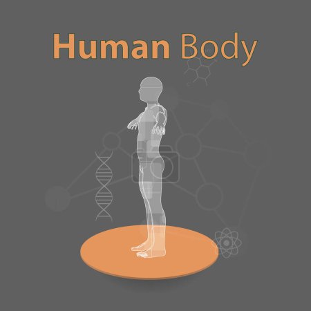 Ilustración de Ilustración vectorial de infografías médicas. Descripción esquemática del cuerpo humano
. - Imagen libre de derechos