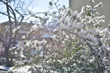 Téléchargez les photos : Buisson couvert de neige par une journée ensoleillée d'hiver - en image libre de droit