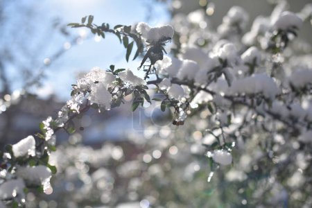 Téléchargez les photos : Branche enneigée par une journée ensoleillée d'hiver - en image libre de droit