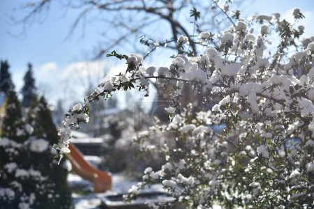 Téléchargez les photos : Branche enneigée par une journée ensoleillée d'hiver - en image libre de droit