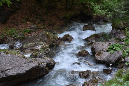 Beautiful landscape, mountain creek stream 