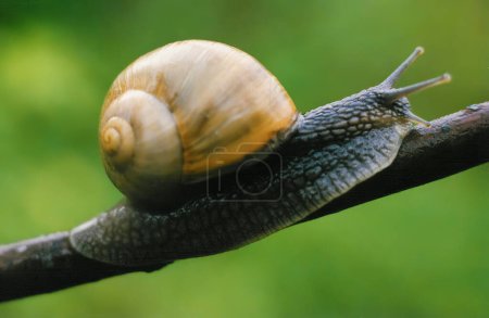 Snail close upl meticulously moving along a branch, showcasing shell and slow pace