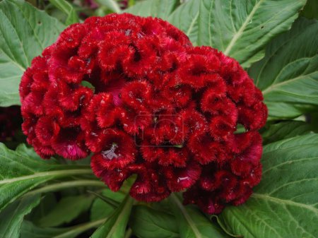 Red Burgundy Comb Celosia cristata Flower Blooming in Lush Greenery