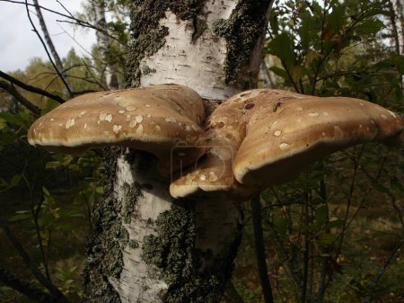 Fomes Fomentarius Mushroom Growing On Birch Tree In Forest