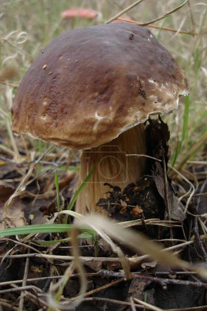 Single Boletus Edulis Mushroom Growing in the Forest Underbrush