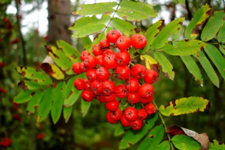 Red mountain ash on tree in forest, close-up bunch clustered of juicy berries and leaves on branch