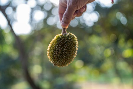 Hand hält Durian, Morgenlicht, Bokeh, Naturhintergrund.