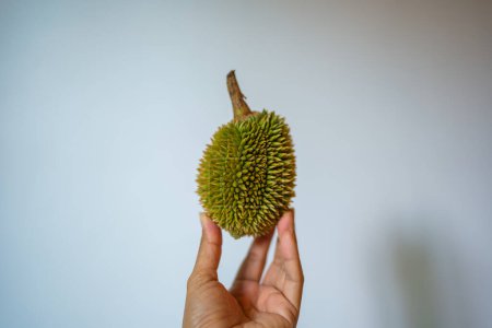 Mano sosteniendo Durian, fondo blanco.