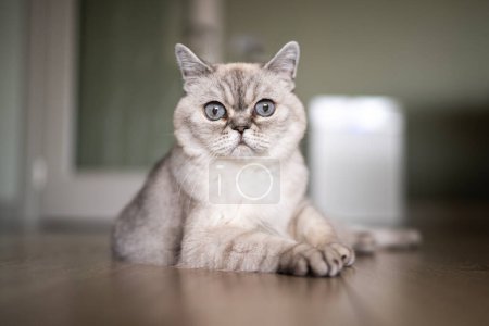 Photo for Relaxed white cat lounging at home - Royalty Free Image