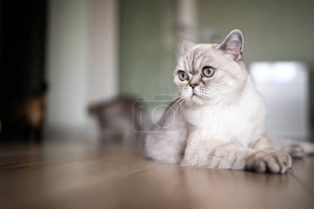 Téléchargez les photos : Chat blanc détendu se prélassant à la maison - en image libre de droit