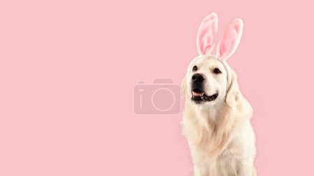 Téléchargez les photos : Joyeux chien golden retriever portant des oreilles de lapin, regardant de côté l'espace de copie, assis isolé sur le mur d'arrière-plan du studio rose, panorama, bannière - en image libre de droit