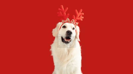 Foto de Banner de Navidad para perros. Divertido perro recuperador dorado con cuernos de reno de Navidad, sentado en el fondo del estudio rojo, panorama. Feliz Navidad. - Imagen libre de derechos