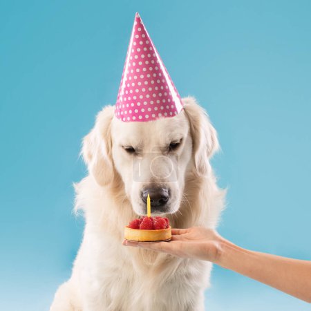 Photo for Cute golden retriever dog in party hat celebrating birthday, female owner giving b-day cake, greeting her pet, presenting sweet pie with candle, blue studio background - Royalty Free Image