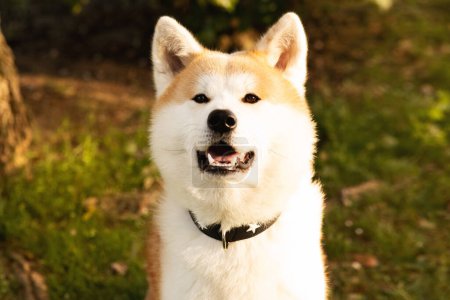 Téléchargez les photos : Akita chien mignon aime se promener dans le parc sur l'herbe verte seul en plein air en été, fermer. Soins pour animaux de compagnie, meilleur ami, amour des animaux le week-end et mode de vie actif, annonce et offre - en image libre de droit