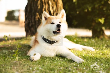 Foto de Lindo perro mullido akita acostado en la hierba verde, disfrutar del tiempo libre en fin de semana, relajarse en el parque, al aire libre. Caminar con mascotas, amar a los animales, mejor amigo y diversión, entrenamiento y descanso en verano - Imagen libre de derechos