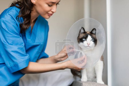 Photo for Veterinarian Doc Woman Putting Medical Collar Cone On A Domestic Cat At Animal Hospital. Veterinary Surgeon Lady Caring And Treating Pet Patient After Surgery At Vet Clinic Indoor. Cropped - Royalty Free Image