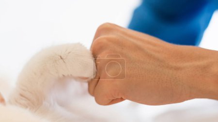 Photo for Veterinary Checkup. Cat And Veterinarian Doc Bumping Fists, Closeup Of Feline Paw And Doctors Hand Symbolizing Friendship Between People And Animals On White Background. Panorama, Selective Focus - Royalty Free Image