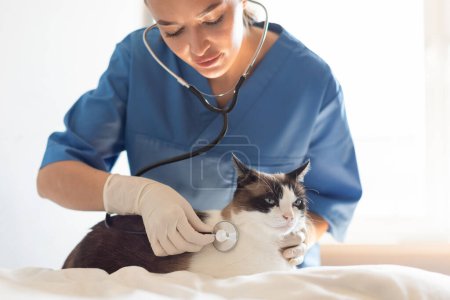 Téléchargez les photos : Vétérinaire. Femme vétérinaire avec stéthoscope examinant le chat souffrant de maladies respiratoires à l'écoute des poumons et des sons respiratoires pendant le contrôle à la clinique vétérinaire à l'intérieur, cultivé - en image libre de droit